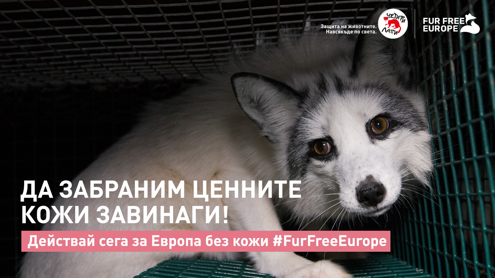 Fur Free Europe Certificate